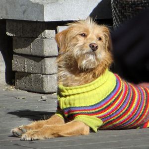 dog in Beijing